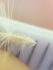 Rytidosperma gracile