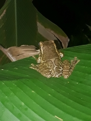 Trachycephalus quadrangulum