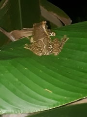 Trachycephalus quadrangulum