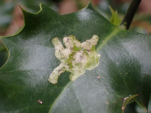European Holly Leafminer photo 6