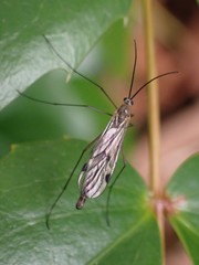 Cramptonomyia spenceri