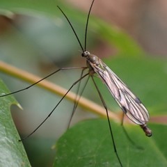 Cramptonomyia spenceri