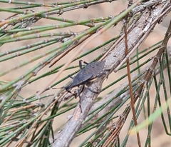 Gelonus tasmanicus