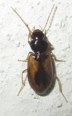 Amblystomus amabilis