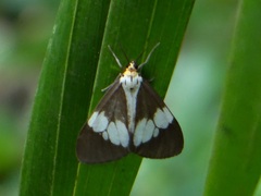 Nyctemera lacticinia