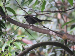 Rhipidura albicollis