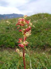 Koenigia tripterocarpa