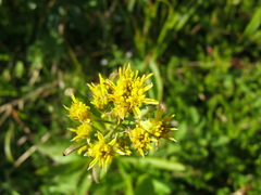 Solidago cuprea