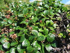 Salix magadanensis