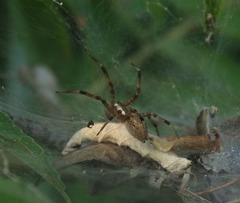 Dendrolycosa