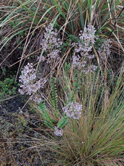 Valeriana microphylla