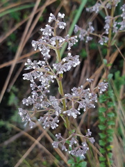 Valeriana microphylla