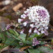 Noccaea caerulescens - Photo (c) Cassiopée2010, algunos derechos reservados (CC BY-NC-SA)