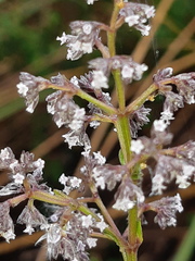 Valeriana microphylla