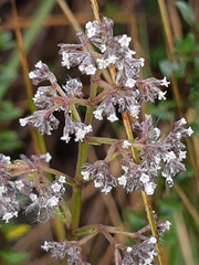 Valeriana microphylla
