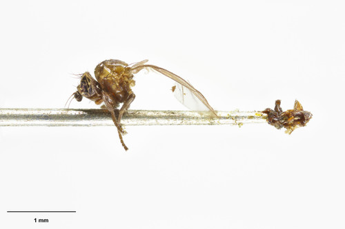 Liriomyza umbrinella