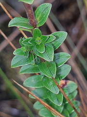 Valeriana microphylla
