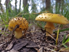 Amanita flavella