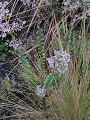 Valeriana microphylla