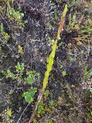 Baccharis genistelloides