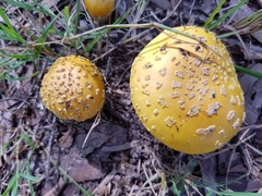 Amanita flavella