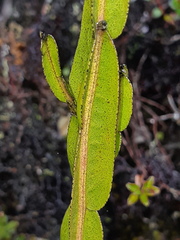 Baccharis genistelloides