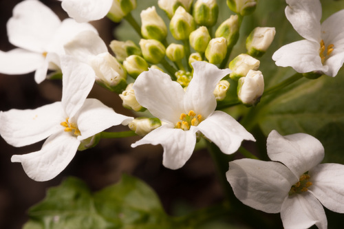 Caucasian Penny-cress
