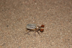 Polyphylla decemlineata