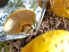 Amanita flavella