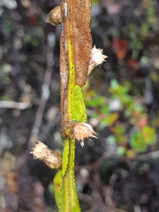 Baccharis genistelloides