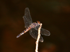 Brachydiplax duivenbodei