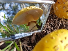 Amanita flavella