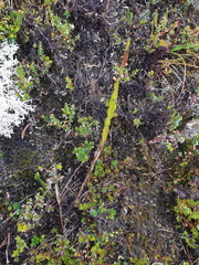 Baccharis genistelloides