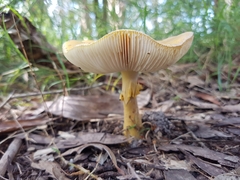 Amanita flavella
