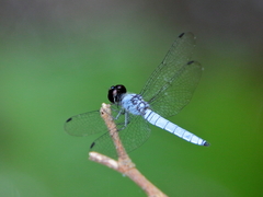 Brachydiplax duivenbodei