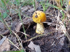 Amanita flavella