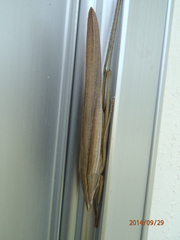 Euconocephalus nasutus