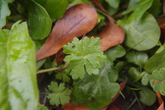 Hydrocotyle batrachium