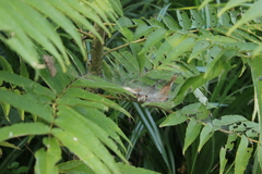 Dendrolycosa