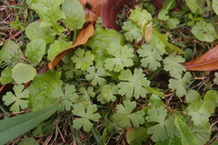 Hydrocotyle batrachium