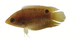 Java Combtail photo 2
