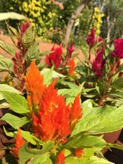 Celosia argentea plumosa