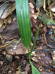 Trachycarpus fortunei