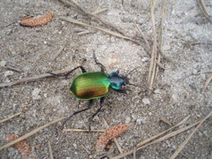 Calosoma sycophanta