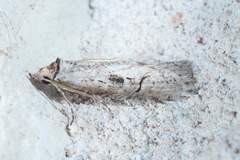 Ellabella melanoclista