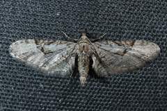 Eupithecia bolterii