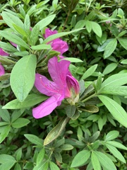 Rhododendron pulchrum phoeniceum