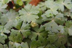 Hydrocotyle batrachium