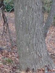 Platypus quercivorus