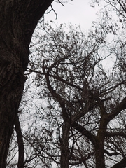 Platypus quercivorus